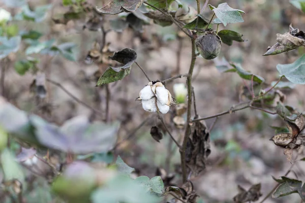 Ripe Cotton Grows Branch — Stok fotoğraf