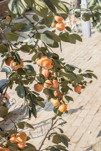 Baum Mit Apfelfrüchten Erntekonzept — Stockfoto