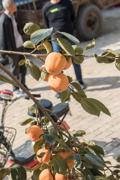 Träd Med Äppelfrukter Skördebegreppet — Stockfoto