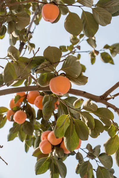Árvore Com Frutas Maçã Conceito Colheita — Fotografia de Stock