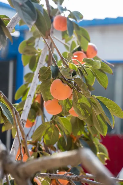 Árvore Com Frutas Maçã Conceito Colheita — Fotografia de Stock