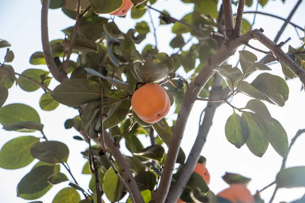 Baum Mit Apfelfrüchten Erntekonzept — Stockfoto