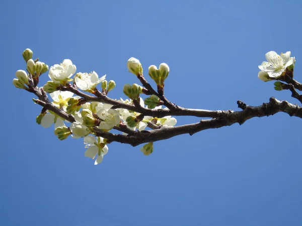 Красивые Цветущие Первые Весенние Цветы — стоковое фото