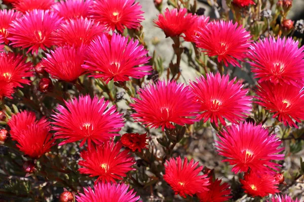 Красные Цветы Сочного Растения Парке Cinque Terre — стоковое фото