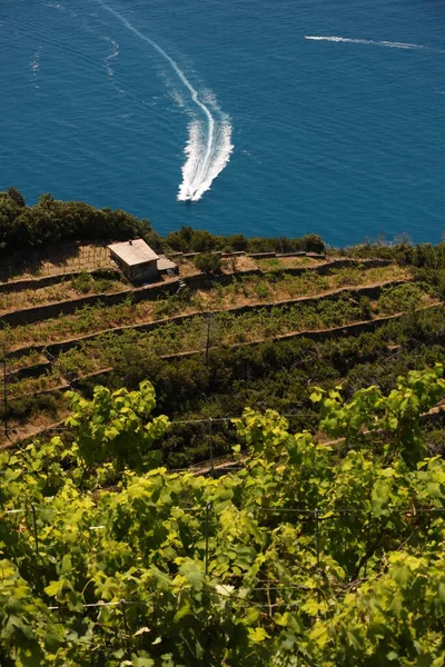Виноградник Sciacchetr Воздуха Террасных Холмах Cinque Terre Лигурии — стоковое фото