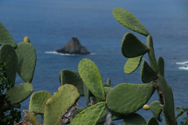 Plantas Pera Espinosa Cerca Del Parque Marino Cinque Terre —  Fotos de Stock