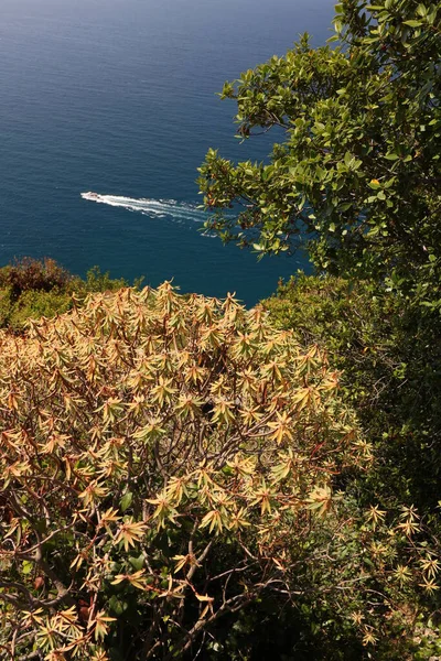 Colinas Del Cinque Terre Con Vegetación Típica Mediterránea —  Fotos de Stock