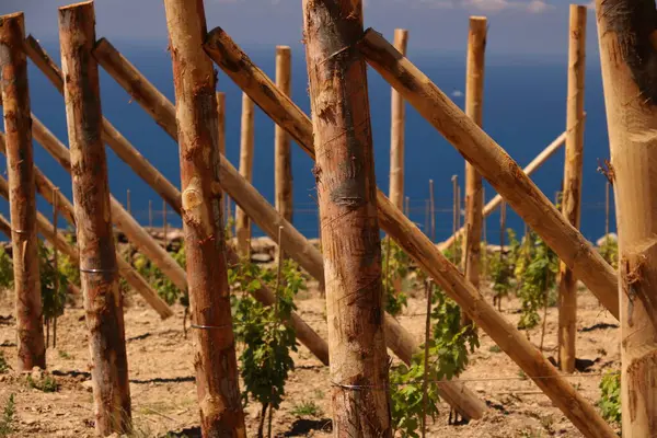 Культивация Виноградных Лоз Холмах Cinque Terre — стоковое фото