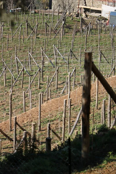 Vine Cultivation Hills Dry Stone Walls Cinque — Stock Photo, Image