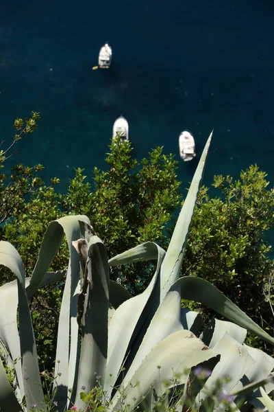 Plante Agave Sur Sentier Des Cinque Terre Dans Bateau Fond — Photo