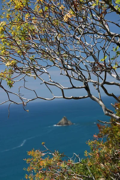 Colline Delle Cinque Terre Con Vegetazione Tipica Mediterranea Euforbia — Foto Stock