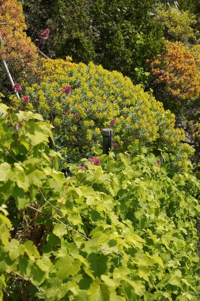 Winnice Krzewy Euforii Parku Cinque Terre Ligurii — Zdjęcie stockowe