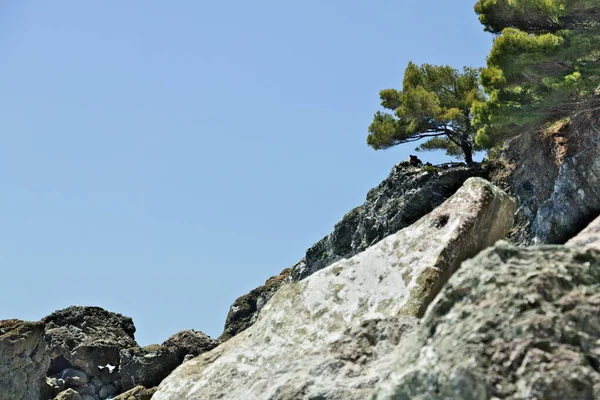 Fenyőnövény Ligur Tenger Szikláin Cinque Terre Közelében — Stock Fotó