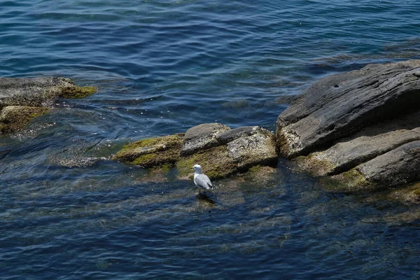 Mouette Bord Mer Avec Rochers Dans Les Cinque Terre — Photo