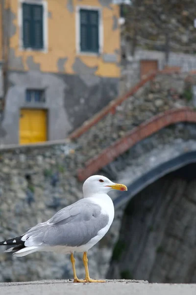 Young Seagull Photographed Town Riomaggiore Cin — Fotografia de Stock