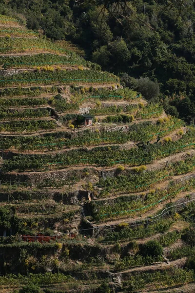 Cinque Terre Tepelerindeki Üzüm Bitkilerinin Yetiştirilmesi — Stok fotoğraf