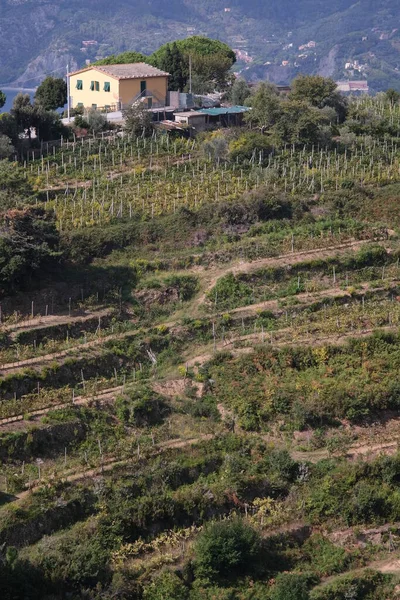Виноградник Винограда Sciacchetra Холмах Cinque Terre — стоковое фото