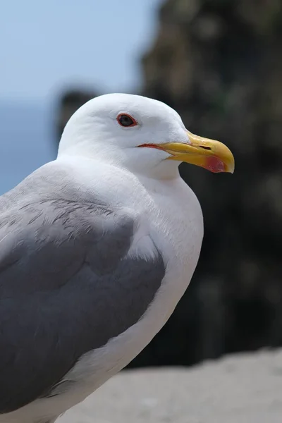Young Seagull Photographed Town — Stock Photo, Image