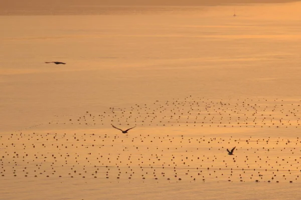 Seagulls Fly Sky Sunset — Stock Photo, Image