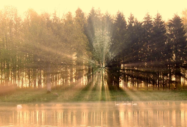Raios Sol Através Árvores — Fotografia de Stock