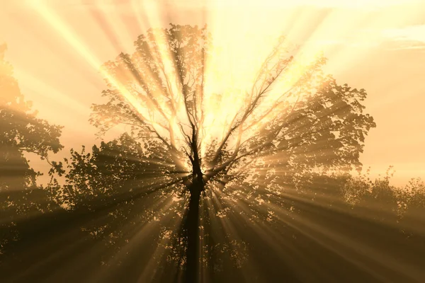 木々の間からの太陽光線 — ストック写真