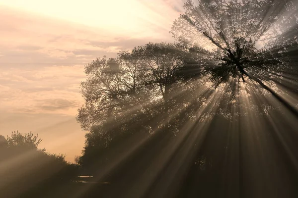 Promienie Słońca Przez Drzewa — Zdjęcie stockowe