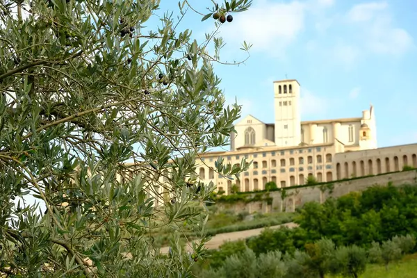 Liście Gałązki Oliwne Pobliżu Kościoła San Francesco Asyżu — Zdjęcie stockowe