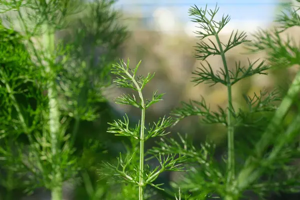 Vahşi Rezene Kokulu Yaprakları Olan Yenilebilir Aromatik Bitki — Stok fotoğraf