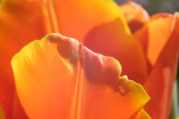 意大利花园里一株郁金香球花的春天开花 — 图库照片