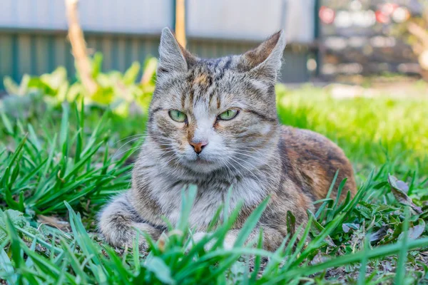 Street Cat Lies Dense Grass Shade Hiding Daylight — Stock Photo, Image