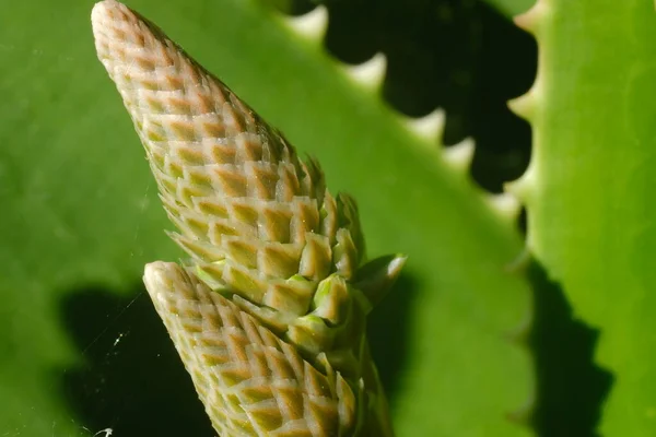 Close View Fresh Green Organic Aloe Vera — Stock Photo, Image