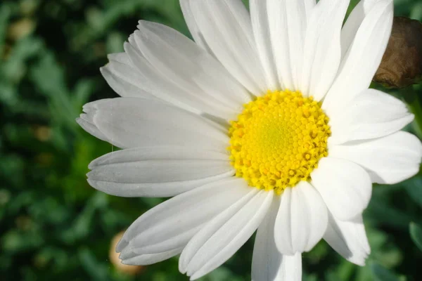 Stokrotka Kwiat Zbliżenie — Zdjęcie stockowe
