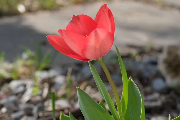 美丽的红色郁金香在春天绽放 植物的宏观形态 — 图库照片