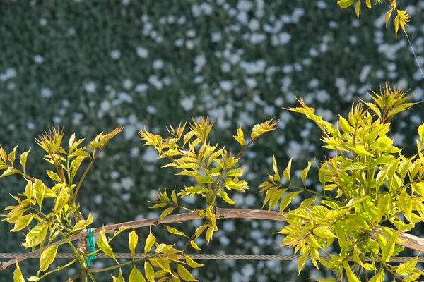 Pergola Avec Plante Grimpante Bignonia Feuilles Printemps Vert — Photo