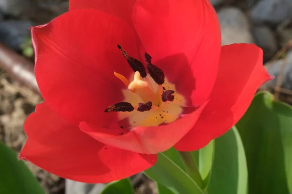 美丽的红色郁金香在春天绽放 花瓣的巨浪 — 图库照片