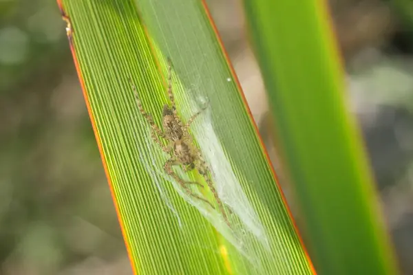 Örümcek Ağıyla Örümceğin Yakın Çekimi — Stok fotoğraf