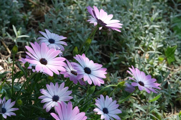 Belles Fleurs Poussant Dans Jardin — Photo
