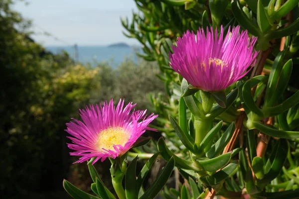Carpobrotus Flowers Background Ligurian Sea — Stockfoto