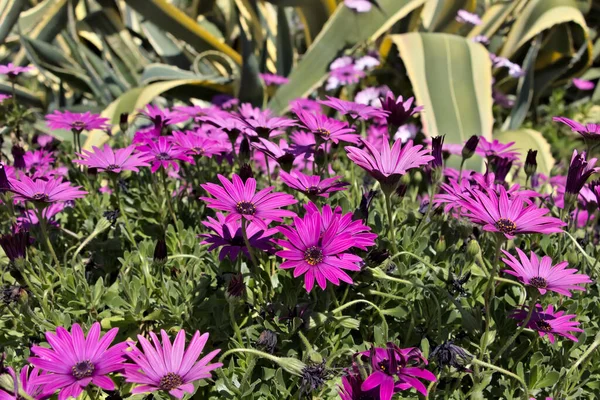 Kolorowe Kwiaty Parku Ciągu Dnia — Zdjęcie stockowe