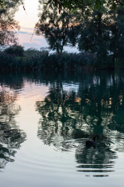 夏夜在湖中游泳的野鸭 — 图库照片