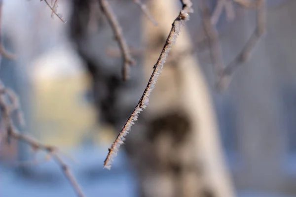 Снег Мороз Ветвях Дерева Зимнем Фоне — стоковое фото