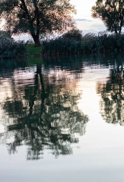 Dzikie Kaczki Pływające Jeziorze Letni Wieczór — Zdjęcie stockowe