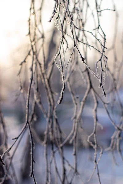 Сніг Мороз Гілках Дерева Зимовому Тлі — стокове фото