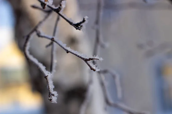 Сніг Мороз Гілках Дерева Зимовому Тлі — стокове фото