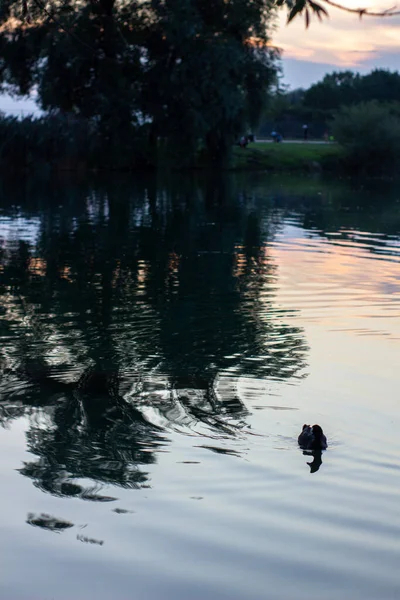 夏の夜に湖で泳ぐ野生のアヒル — ストック写真
