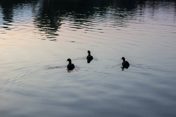 Canards Sauvages Nageant Dans Lac Pendant Soirée Été — Photo