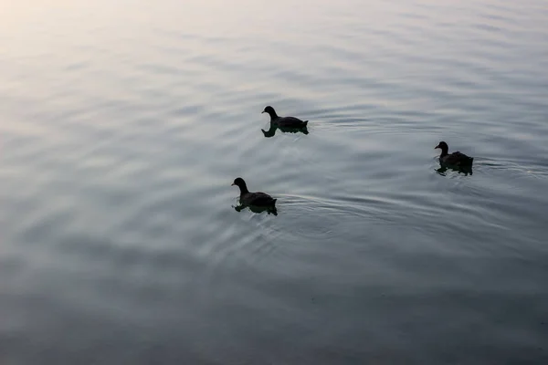 Patos Salvajes Nadando Lago Durante Noche Verano — Foto de Stock