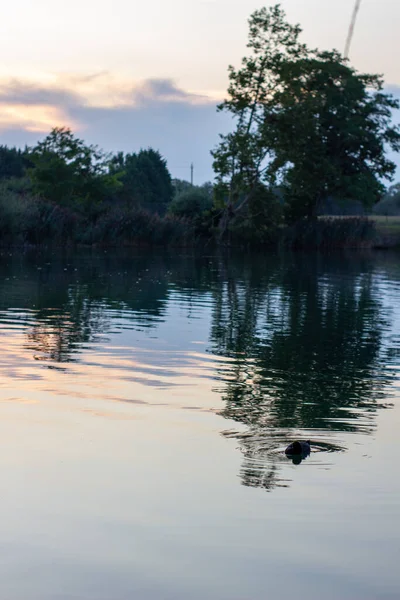 夏夜在湖中游泳的野鸭 — 图库照片