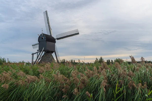 Holenderski Wiatrak Nad Płotem Dzikiej Trawy Wieje Silnym Wiatrem — Zdjęcie stockowe