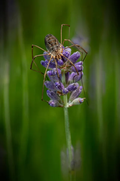 Huge Spider Laying Purple Lavender Flower Blossom — Stock Photo, Image